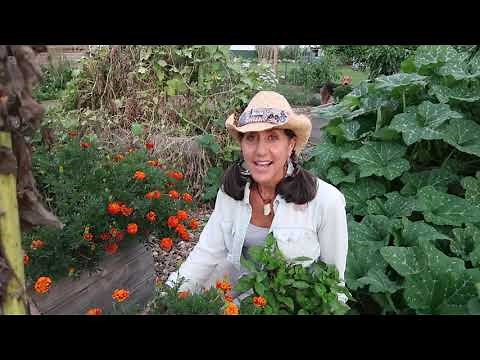 What you didn't know about Marigolds | GARDEN superstar!