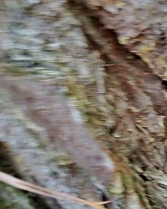 #basicdudestuff Wednesday Basic Dude Stuff knows no Gender. Lug nuts in pocket. His foot is fine. Mossy side is a rule of thumb. Not 100%. @taconic_distillery bourbon @southernpinesbrewing Man of Law IPA. | NFL Fans