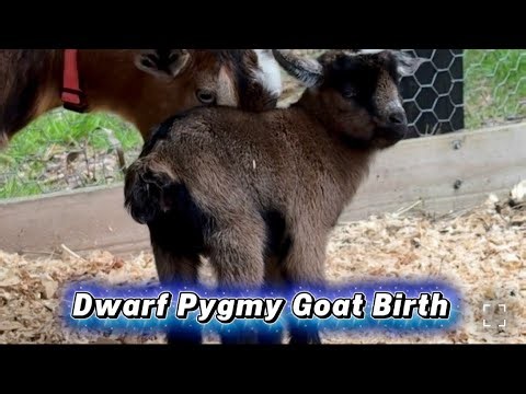 Birth of Miniature Goat! See her first minutes of life.