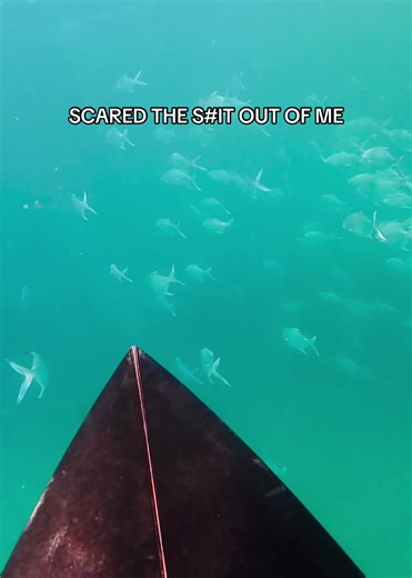 Surprise Encounter with a Shark While Surfing