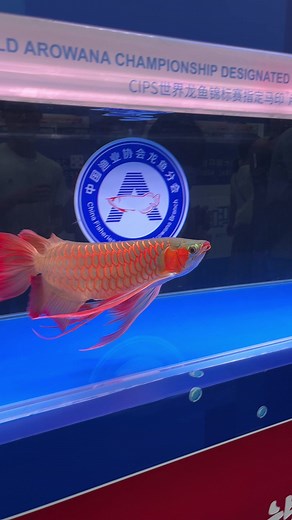 Dragonfish! Arowana World Championship 2023. | Aquarium Co-Op