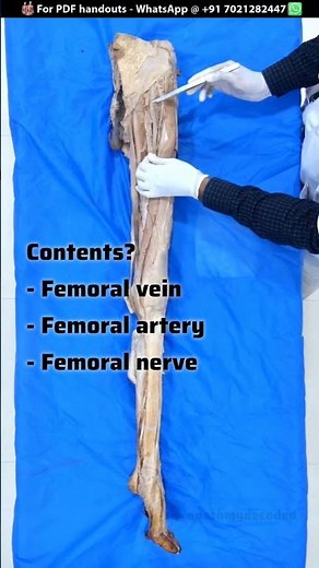 Femoral Triangle | Cadaveric Anatomy @anatomydecoded