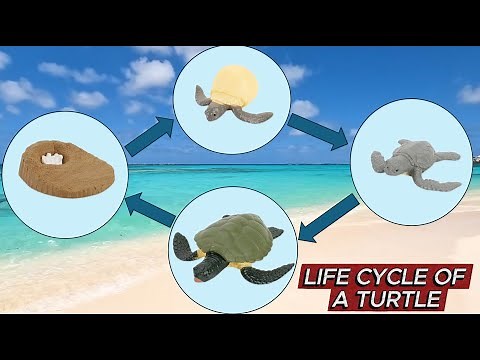 🐢 Turtle Life Cycle ! Preschool Learning with Riya | for kids | Fun and Easy | Educational🐢