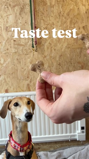 The Wastesmiths are settling into our Norwich home at St Saviours Yard, and so our attention turns to exploring all the low-waste and creative delights offered by our neighbours. Leading the charge are our four legged workshop welcoming committee (Luka and Roo). Ingeniously, All Plant Kind offer dog treats that are made from spent grain from a micro-brewery. They’re created by the talented folk at @BrewBix. Our container park hounds couldn’t resist giving them a taste test… and today is the day!