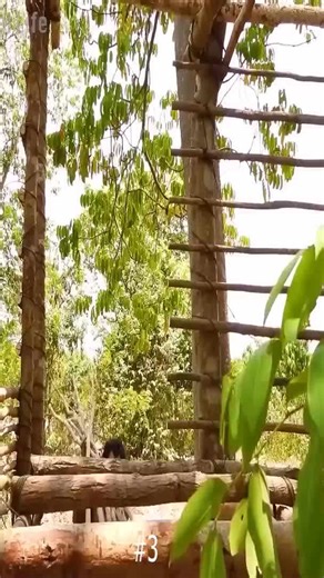 Discover the journey of building a jungle house using only natural resources and learn survival techniques using tools provided by nature