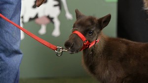 Reindeer cannot fly, but they can run up to 50 MPH! #DrPol | National Geographic Animals