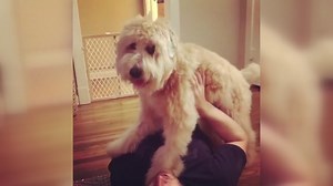 Pet sitter caught on doggie cam naked inside client's home