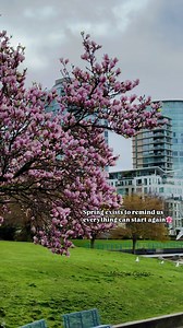 8K views · 745 reactions | Spring has this unique way of symbolizing fresh starts, growth, and renewal. It's like nature's gentle nudge to remind us that no matter the past, new beginnings are always possible.  #nature #magnoliatree #flowers #beautiful #AprilFoolsDay #april #love #inspiration #trendingreels #reels #Amazing #fyp #followers | Melanie Castro | Facebook