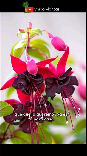 ⚘️ How to care for fuchsias in 1 minute ⚘️