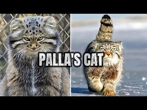 Meet the Pallas’s Cat 😾 The Grumpiest Cat on Earth