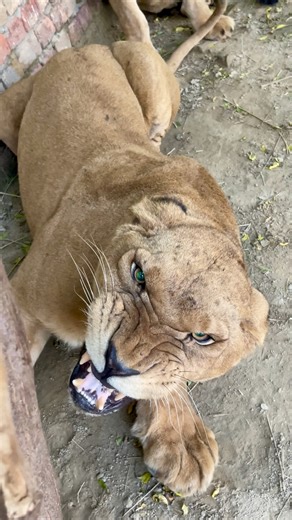 1.9K views · 223 reactions | Naveed animals zone #viralchallenge #reelsviralシfb #youtubeshorts | Naveedking Ofthelove | Facebook