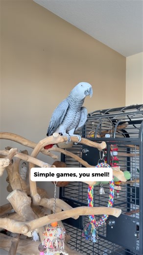 Gizmo The Grey Bird | Just check it out!! #funnyparrot #talkingparrot #parrot | Instagram