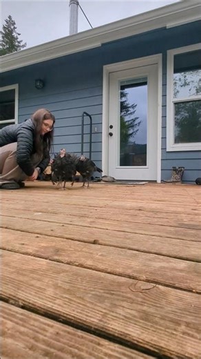 Baby turkey's first strut!