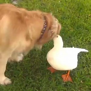 108K views · 730 reactions | A dog and duck have been friends since childhood ❤️ | Animal Time | Facebook
