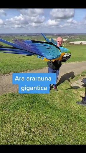 Giant Macaw - The Biggest Parrot in the World