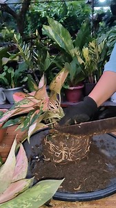 546K views · 2.3K reactions | Beginner tips, linisan at hugasan para Walang itlog ng bulate maiwan sa halaman Mamalyn's Garden #plantcaretips #plantcare #homegardening #gardening #houseplants #aglaonema #caretips #plantpropagation #myplants #mamalynsgarden #plantmom | Mamalyn's Garden | Facebook