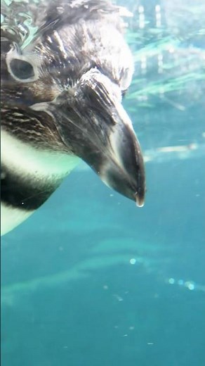 Happy African Penguin Awareness Day. 🐧