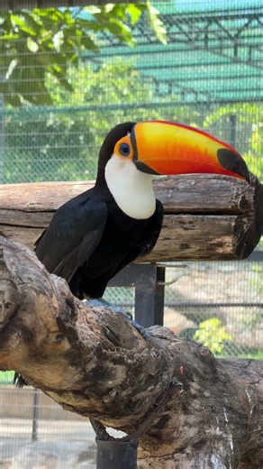 Colorful Toucan Bird – Nature’s Most Beautiful Beak! 🐦🌈 #birds #animals #nature #wildlife