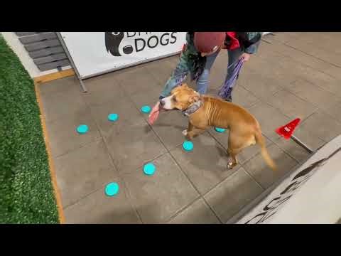 Nosework, Bydgoszcz, 05.12.2025, testy zapachowe, Goździk, Klaudia i Carmen