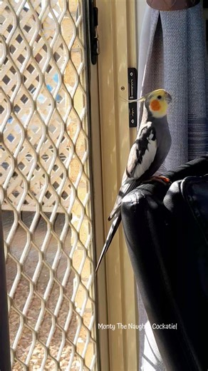 16K views · 824 reactions | Monty The Naughty Cockatiel So excited for my birthday, I can't stop singing my happy song. 殺李珞拾 #montyvitamins #montythecockatiel #montythenaughty #birthdaycelebration #birthday #cockatiel #Cute #cockatielsinging #positivity #birthdayparty | Monty The Naughty Cockatiel | Facebook