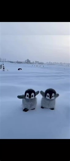 twins penguins 😃😍🐧 #winter #cute #penguin #snow #fyp