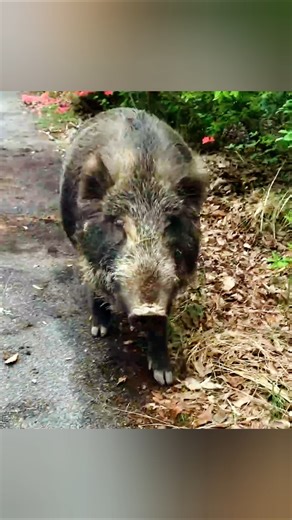 Huge Wild Boar Walking Calmly on a Jungle Road | Wildlife Moment #animalover #animalworld #wildboar