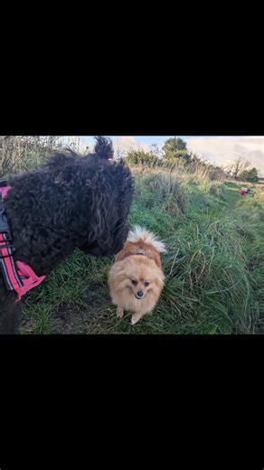 20 reactions | Good day sunshine  | Waggy Tails | Facebook