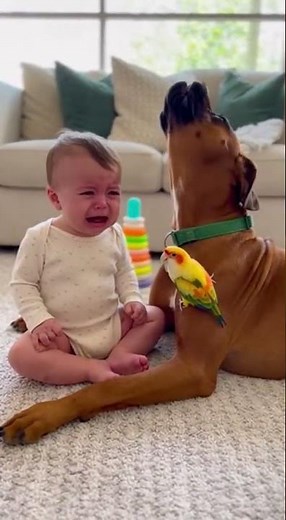 Baby Cries… Boxer Dog & Parrot’s Reaction Will Melt Your Heart 🥹🦜🐶