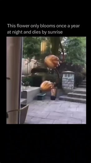 History Decoded on Instagram: "Follow (us) @_historydecoded to learn something new everyday. A flower that blooms once a year and dies by sunrise is the Queen of the Night (Epiphyllum oxypetalum). This rare cactus flower opens only after sunset, releasing a strong, sweet fragrance that attracts nocturnal pollinators like moths and bats. The large, white blossom is breathtaking but short-lived-by dawn, it wilts and dies, leaving behind only its memory until the next year's bloom. Because of its b