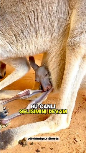 Anne Karnı Gibi 🤌🏻❗️Kanguru Kesesinde Yaşam 💥