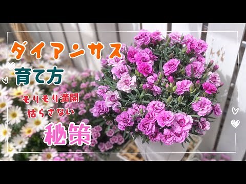 "Dianthus" "How to grow" "How to grow Dianthus" - detailed explanation from basic to advanced