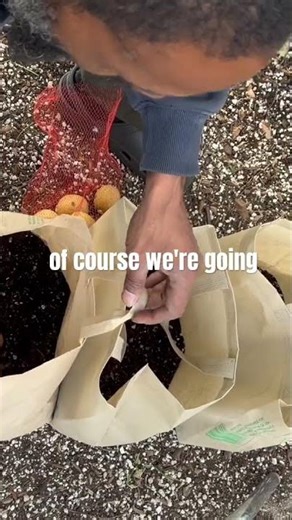 Stop Leaving These in Your Car Grow Food In Them. #growyourownfood #experiment #potatoes