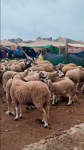 🐏 This Is What Eid al-Adha Preparation Looks Like in the Muslim World