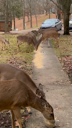 8K views · 530 reactions | All of Santa’s reindeer filling their bellies歷歷歷歷 #trails #hiking #Cats #Dogs #HikingWithCats #ASMR #Animals #GoldenRetrievers #HikingWithDogs #deer #Nature #thedodo #funny #asmrsounds #asmrfood | Brown Hiking Trails | Facebook