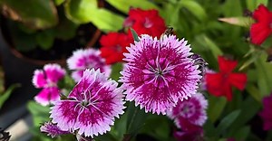 Close up of Colorful Flowers