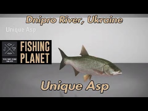 Unique Asp Dnipro River Ukraine Fishing Planet Guide