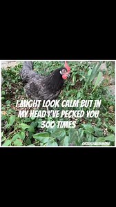 2.3K views · 63 reactions | #chickens | Chickens Rule the World | Facebook