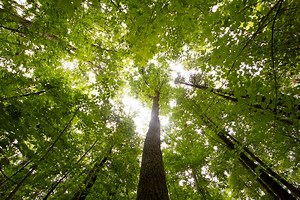 Forest Management | Penn State Extension