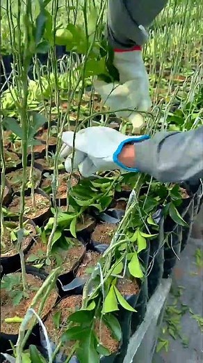 Teknik menekuk tanaman jeruk yang sudah di grafting