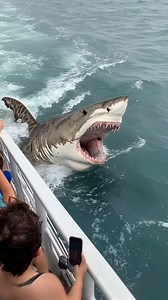Big Shark | deep sea discoveries