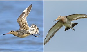 Godwit: This Bird Flies From Alaska To Australia Without Stopping, Creates Guiness World Record