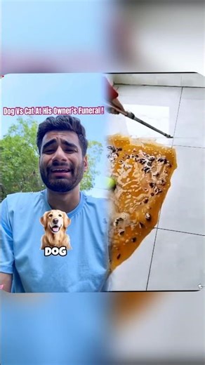 Dog Vs Cat at his owner’s funeral😭😈 #trending #shorts
