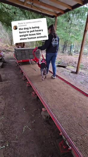 Replying to @santos.matos45 So many negative comments on these videos. It's quite alarming how many people truly believe that the dogs are forced or are somehow being harmed. The opposite in fact! These dogs have the need to work and in no way are they being forced to do anything. He quite literally would just stand there if he didn't want to pull and I would never ask my dog to do any form of work he hated. #ChACETDIIVinnyPOE #APBT #sportingdog #dogsoftiktok #fueledbyBullyMax @BullyMax