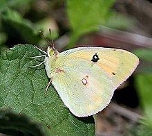 Pieridae - Alchetron, The Free Social Encyclopedia