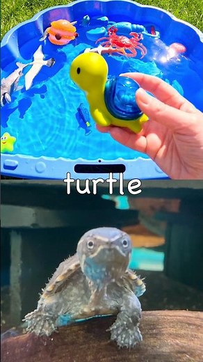 Sea Animal Names | Kids Learn with Toys: Seagull Sea Lion Hammerhead Shark Turtle Orca