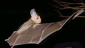 Building tiny homes for microbats in a last-ditch bid to save threatened species