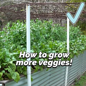 5 Ways To KEEP Growing Crops, All Season! | Self Sufficient Me