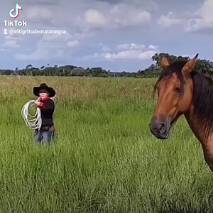 341K views · 7K reactions | Caballo criollo amarillo | Jesus Daniel Quintero el tigrito de matanegra | Facebook