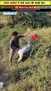 कटीले झाड़ियों में फंसा मासूम सारस 😰🦢