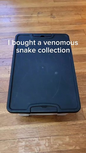 Today I bought a venomous snake collection. This is what was inside. #venomoussnakes #fakesnake #unboxing #reptiles #collection #gaboonviper #rattlesnake #viper